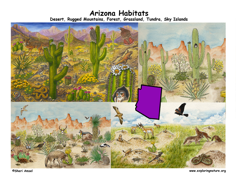 Arizona Habitats, Mammals, Birds, Amphibians, Reptiles