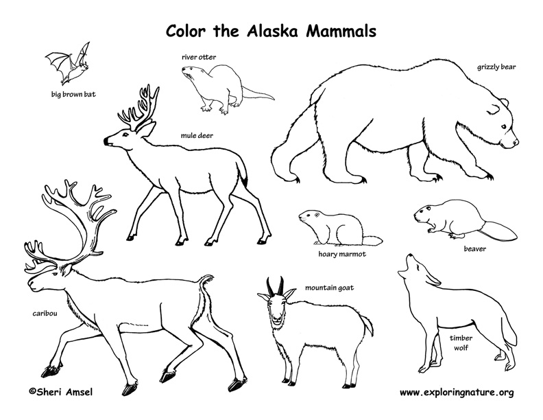 Alaska Habitats, Mammals, Birds, Amphibians, Reptiles