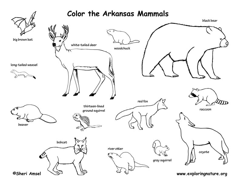 Arkansas Habitats, Mammals, Birds, Amphibians, Reptiles