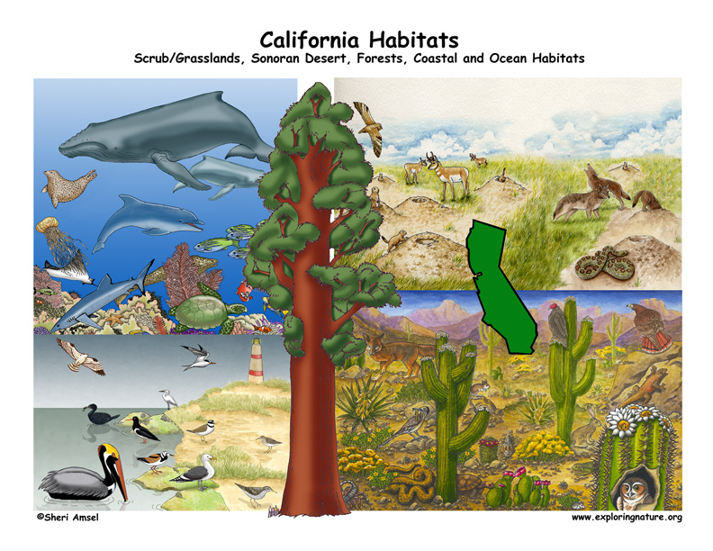 Habitat help. Genopets Habitat. Firmicatus Habitats. Хабитат 67 пустыня змея зоопарк. Water creatures and their Habitats.