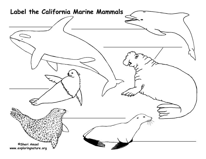 California Habitats, Mammals, Birds, Amphibians, Reptiles California Habitats, Mammals, Birds, Amphibians, Reptiles