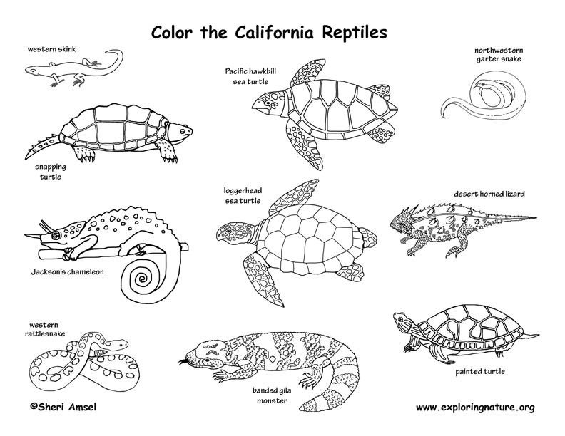 Effortfulg: Reptile Coloring Pages