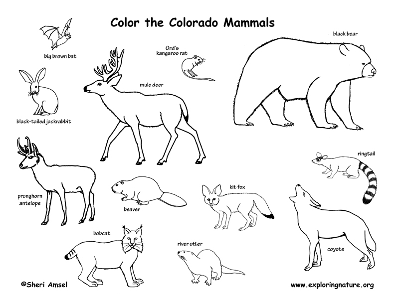 Colorado Habitats, Mammals, Birds, Amphibians, Reptiles