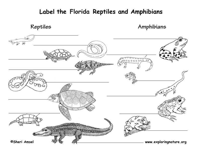 Контрольная работа земноводные пресмыкающиеся птицы. Mammals and Reptiles Worksheets for Kids. Раскраски земноводные и пресмыкающиеся. Аппликация на тему земноводные пресмыкающиеся. Reptiles примеры на английском.