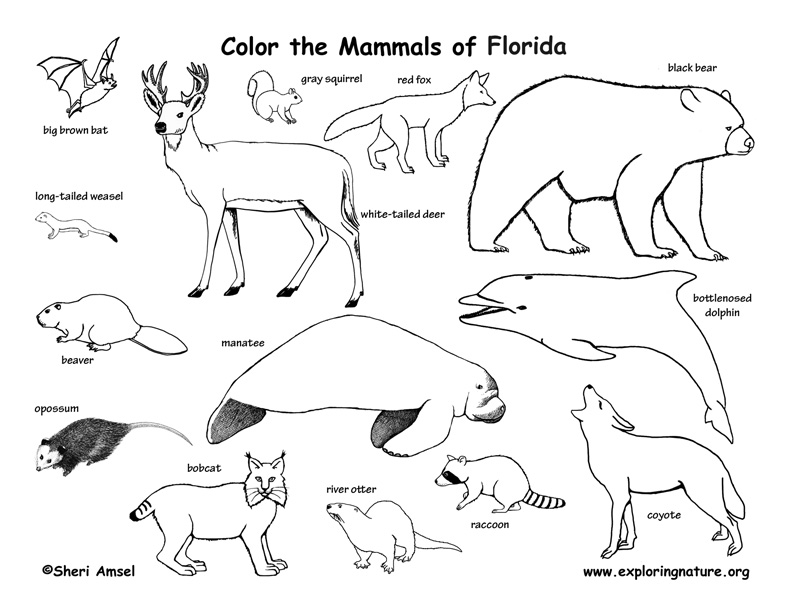 Download Florida Habitats, Mammals, Birds, Amphibians, Reptiles