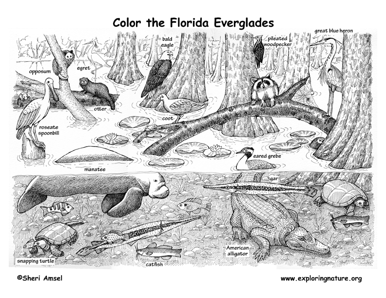 wildlife habitat coloring pages - photo #26