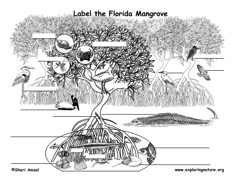 Florida Habitats, Mammals, Birds, Amphibians, Reptiles Florida Habitats, Mammals, Birds, Amphibians, Reptiles