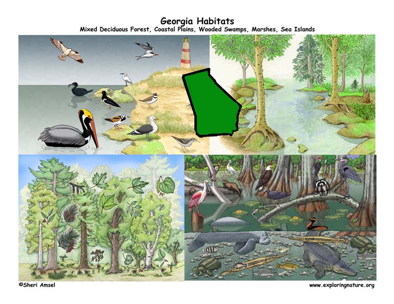 Habitats, Mammals, Birds, Amphibians, Reptiles