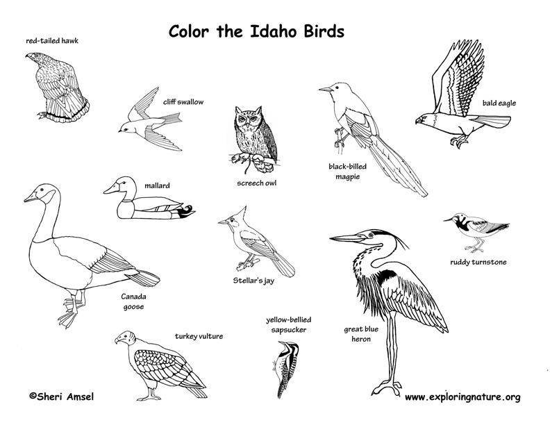 Idaho State Bird Coloring Page Coloring Pages