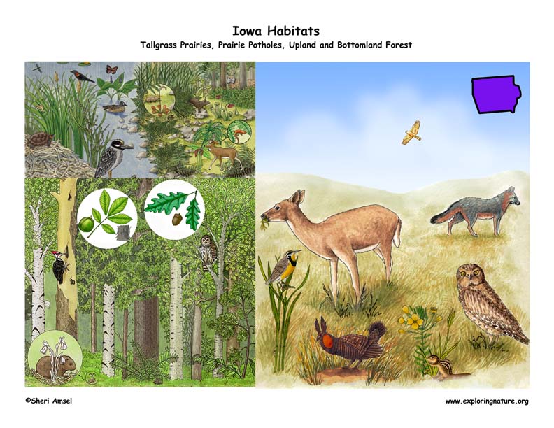 Iowa Habitats, Mammals, Birds, Amphibians, Reptiles