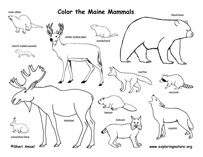 Maine Habitats, Mammals, Birds, Amphibians, Reptiles Maine Habitats, Mammals, Birds, Amphibians, Reptiles