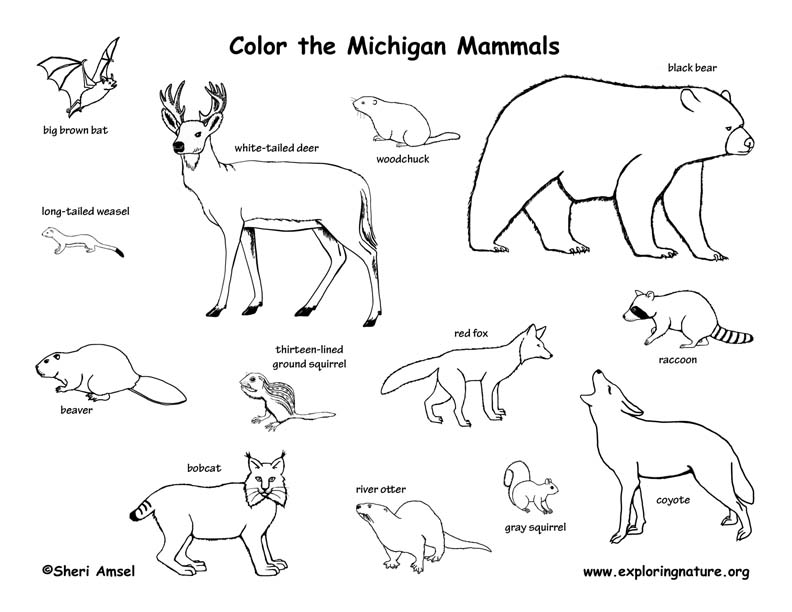 Michigan Habitats Mammals Birds Amphibians Reptiles