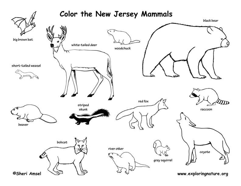 New Jersey Habitats, Mammals, Birds, Amphibians, Reptiles New Jersey Habitats, Mammals, Birds, Amphibians, Reptiles