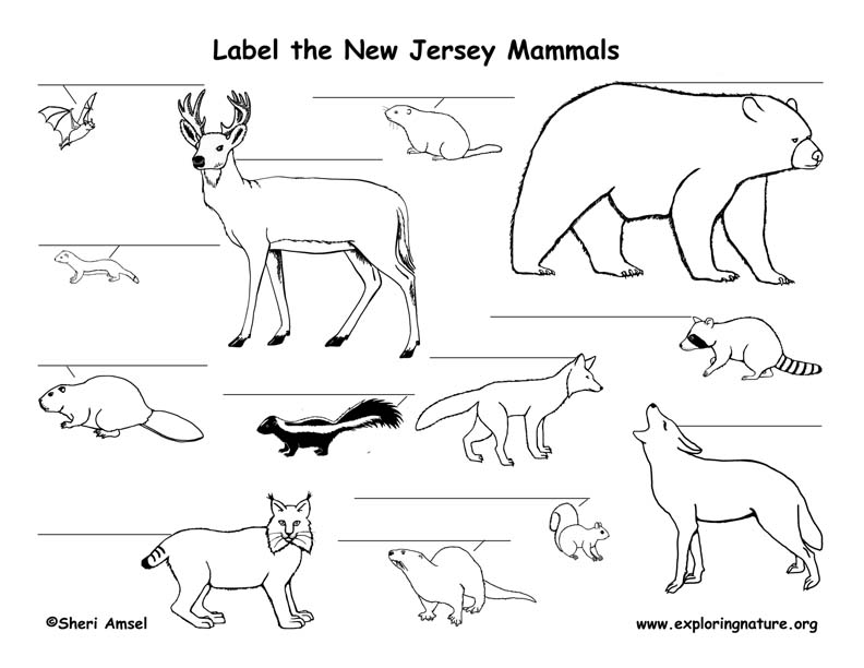 New Jersey Habitats, Mammals, Birds, Amphibians, Reptiles