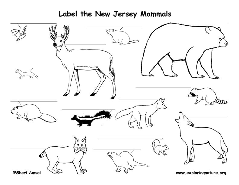New Jersey Habitats, Mammals, Birds, Amphibians, Reptiles New Jersey Habitats, Mammals, Birds, Amphibians, Reptiles