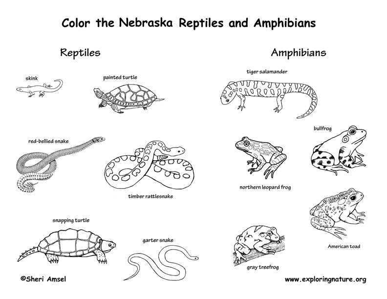 Nebraska Habitats, Mammals, Birds, Amphibians, Reptiles