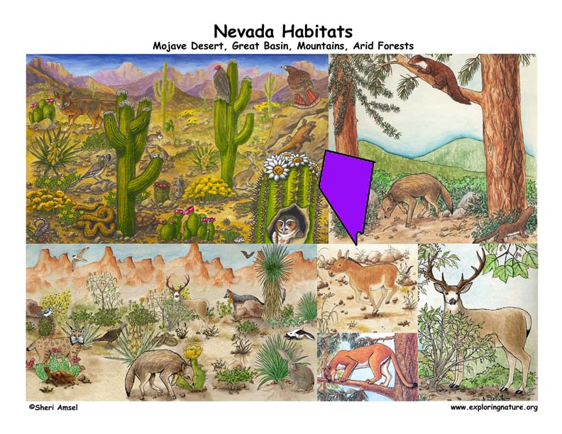 Nevada Habitats, Mammals, Birds, Amphibians, Reptiles