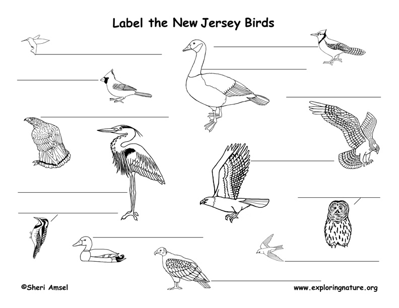 New Jersey Habitats Mammals Birds Amphibians Reptiles Mammals Birds Amphibians Reptiles