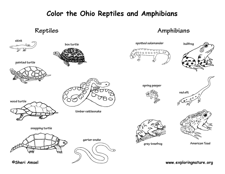 63 Top Vertebrate Animals Coloring Pages Pictures 63 Top Vertebrate Animals Coloring Pages Pictures