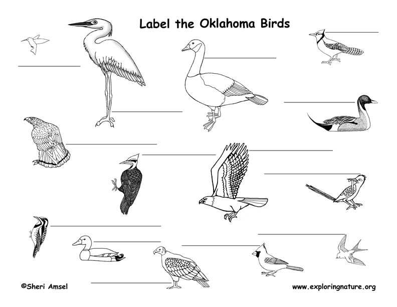 oklahoma habitats mammals birds amphibians reptiles