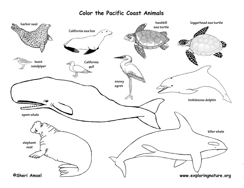 Washington Habitats, Mammals, Birds, Amphibians, Reptiles