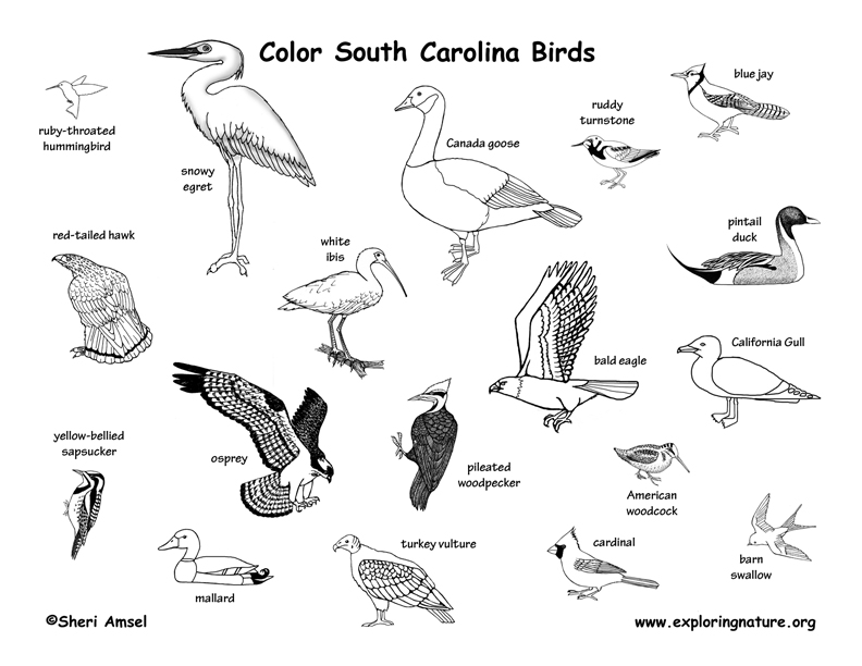 South Carolina Habitats Mammals Birds Amphibians Reptiles Mammals Birds Amphibians Reptiles
