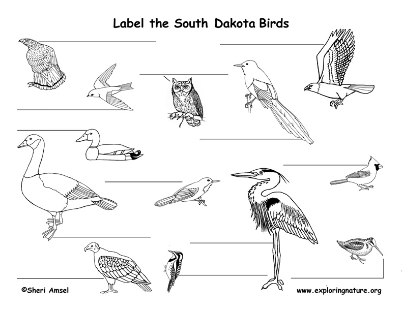 For Kids: Wildlife of South Dakota