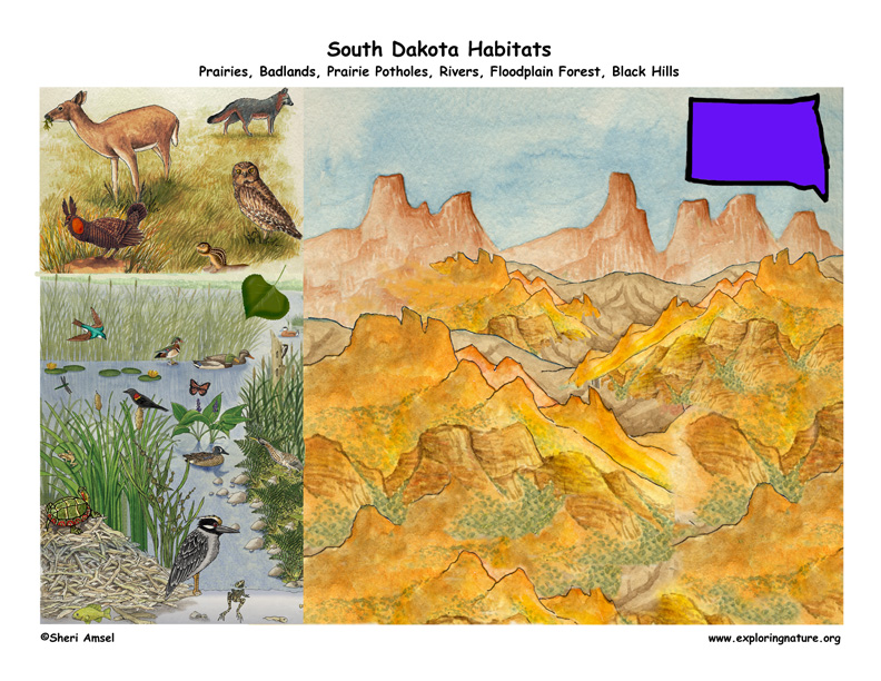 For Kids: Wildlife of South Dakota