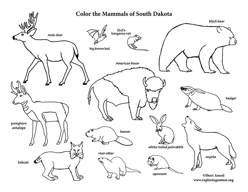 For Kids: Wildlife of South Dakota