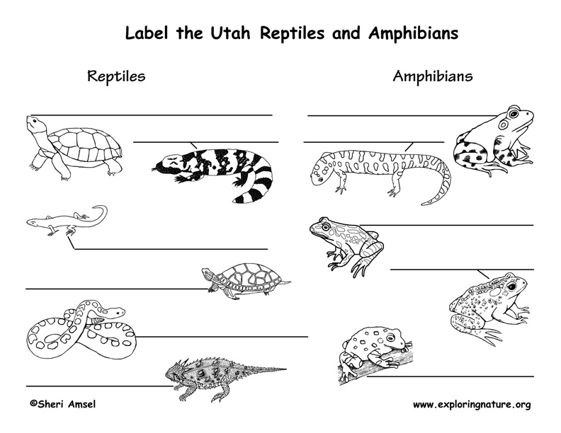 Земноводные тест 1 класс. Mammals Reptiles Birds. Mammals, Reptiles and Amphibians. Пресмыкающиеся и земноводные для детей. Mammals Reptiles Birds insects.