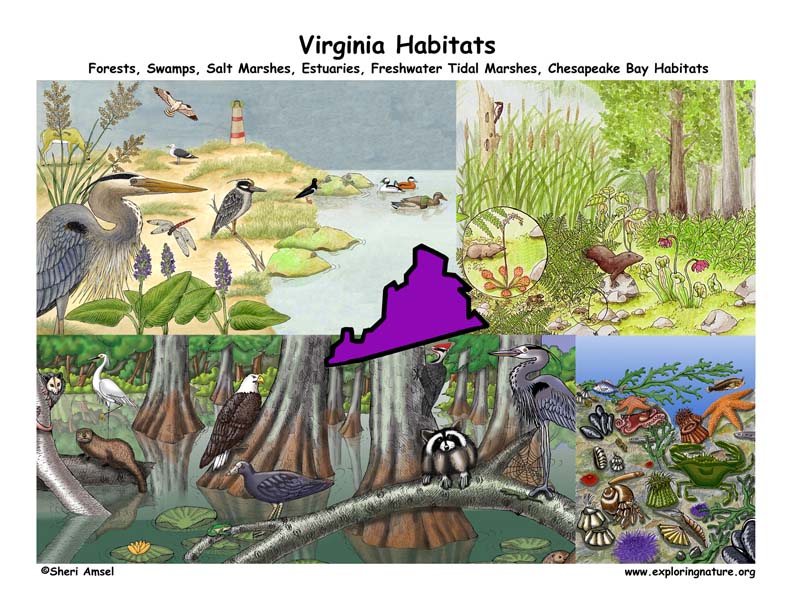 Virginia Habitats, Mammals, Birds, Amphibians, Reptiles