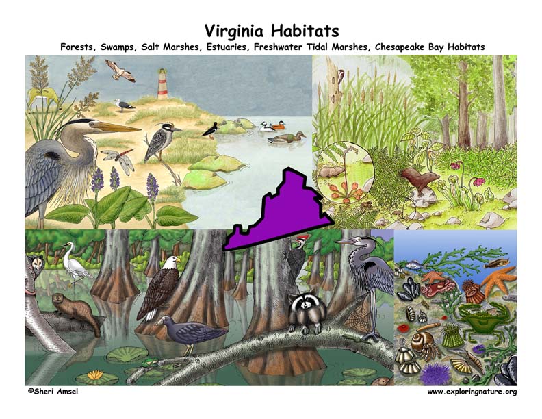 Virginia Habitats, Mammals, Birds, Amphibians, Reptiles Virginia Habitats, Mammals, Birds, Amphibians, Reptiles