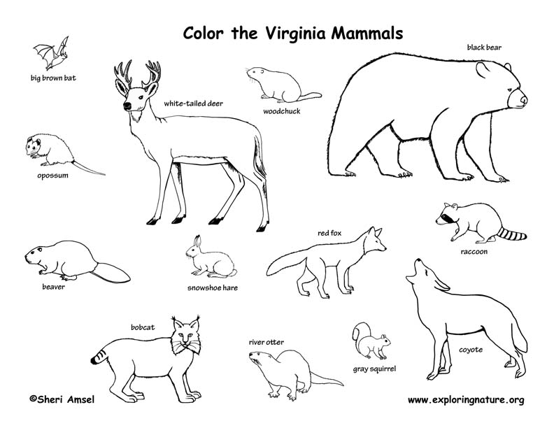 Virginia Habitats, Mammals, Birds, Amphibians, Reptiles Virginia Habitats, Mammals, Birds, Amphibians, Reptiles