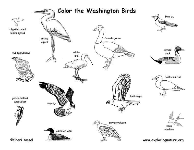 coloring birds of this state washington