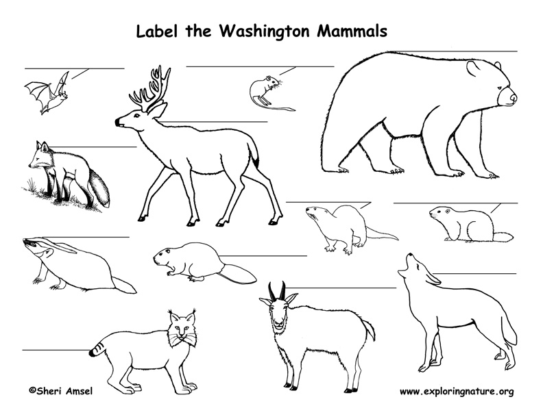 Washington Habitats, Mammals, Birds, Amphibians, Reptiles