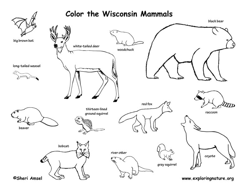 oklahoma state animal coloring pages - photo #23
