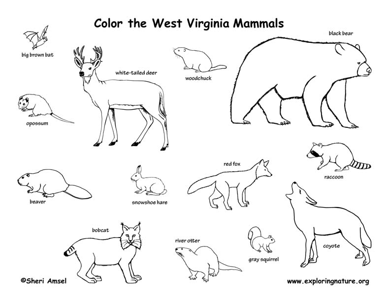 Download West Virginia Habitats, Mammals, Birds, Amphibians, Reptiles