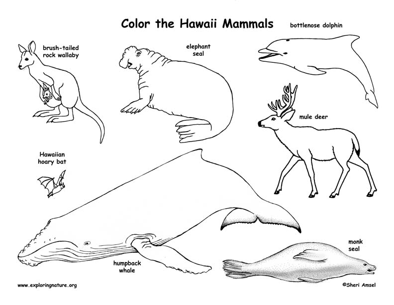 hawaii mammals coloring72