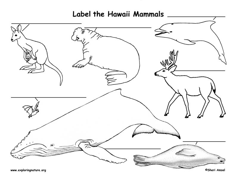 Hawaii Habitats, Mammals, Birds, Amphibians, Reptiles