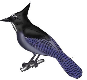 Jay (Steller's)