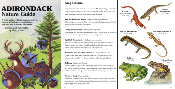 Adirondack Nature Guide