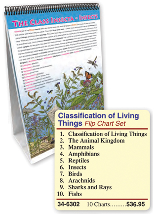 class reptiles grade k 3 classification of living things chart