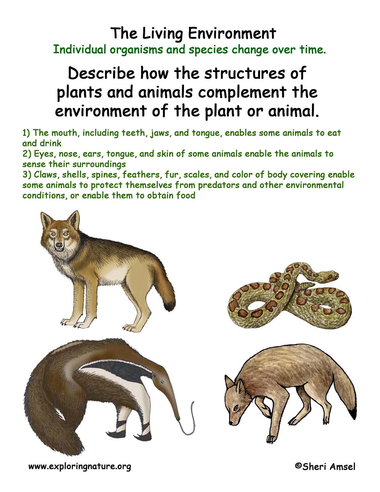 Living Environment: Traits for Feeding Living Environment: Traits for Feeding