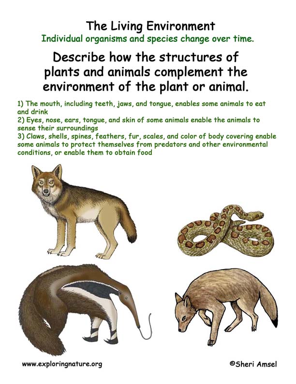 Living Environment: Traits for Feeding Living Environment: Traits for Feeding