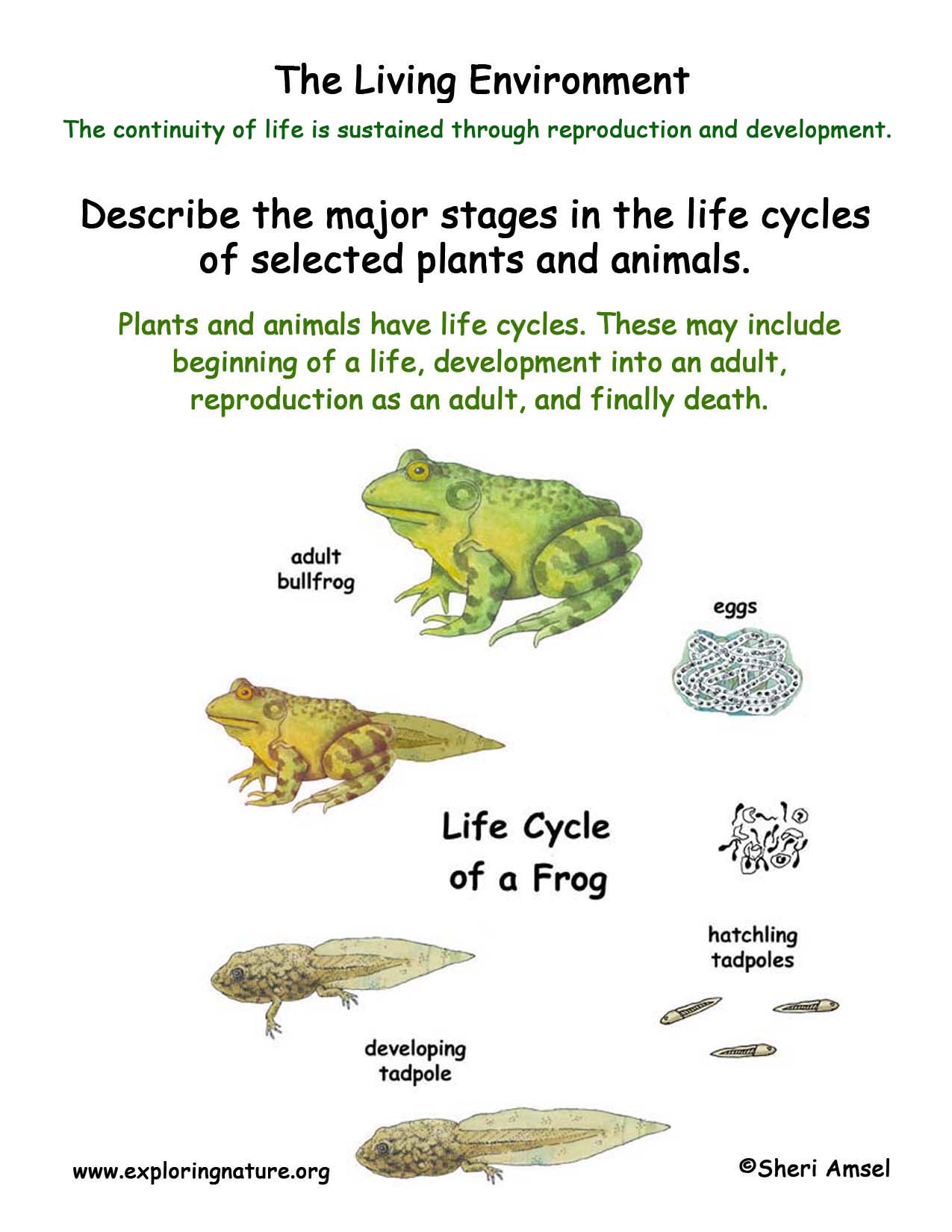 What is a cougar's life cycle?