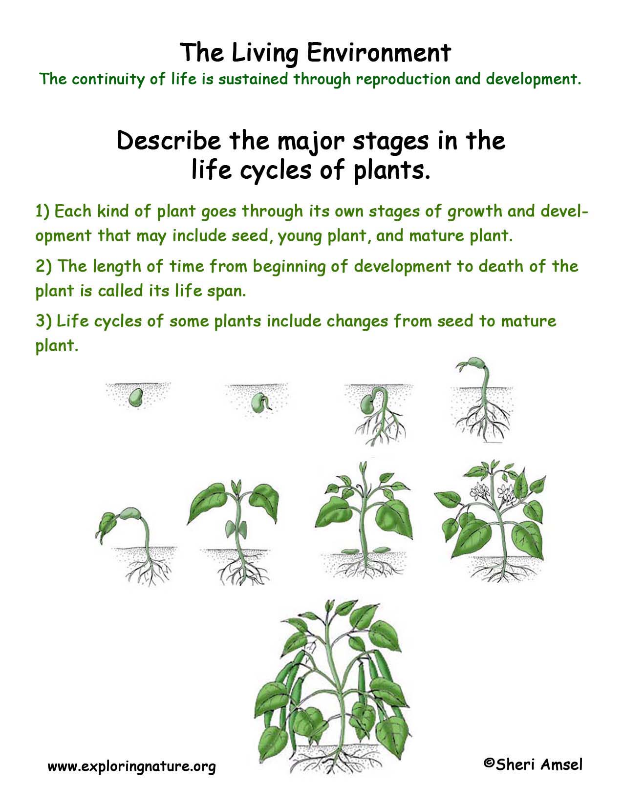 Living Environment Plant Life Cycles