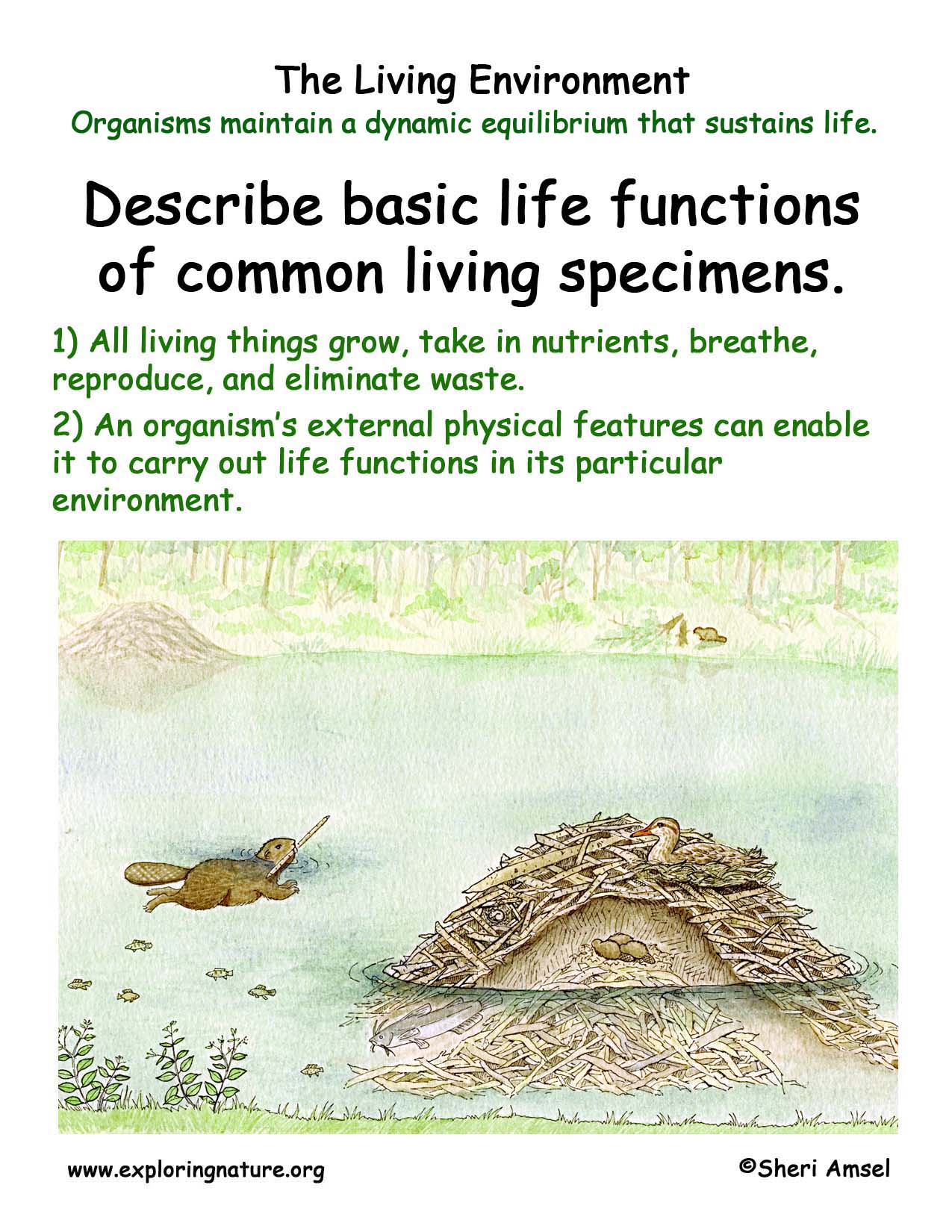 Features of the organism environment Features of the organism environment
