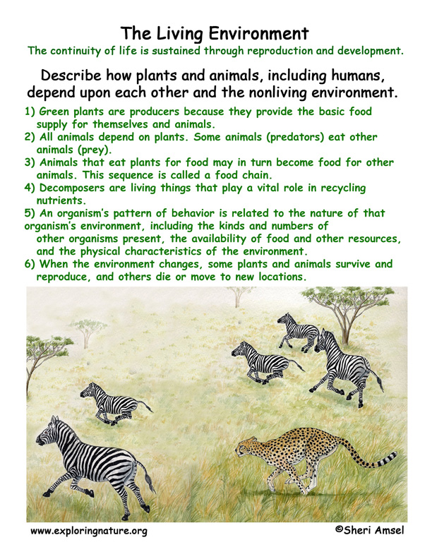 Living Environment: Food Webs Living Environment: Food Webs