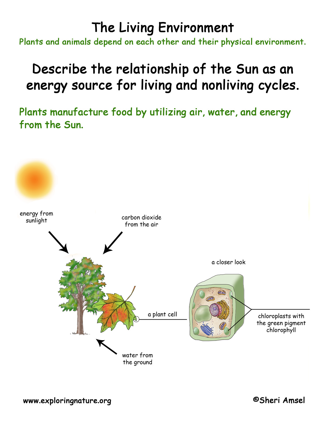 Living Environment: Photosynthesis
