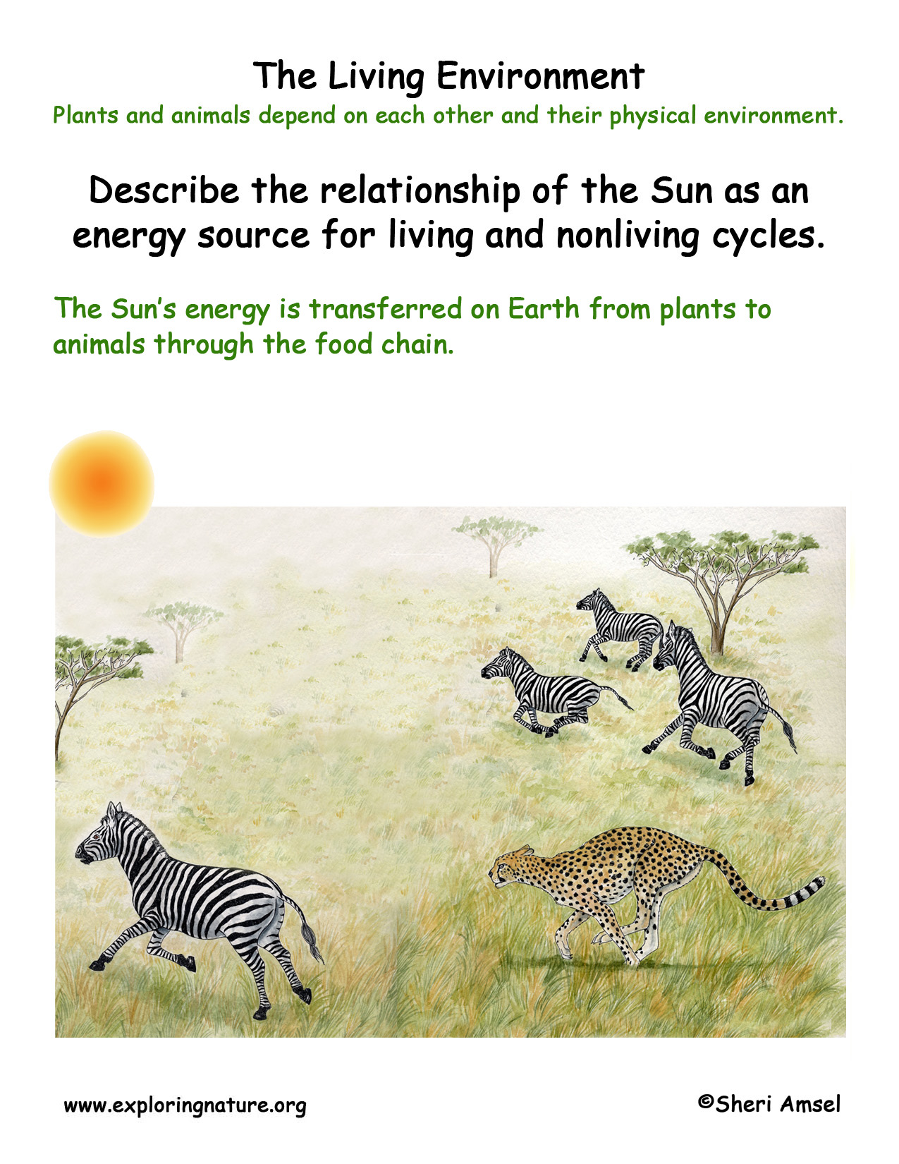 Living environment sun and the food chain